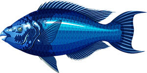 Midnight Parrotfish | FISHAO website