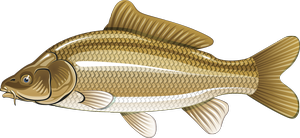 Common Carp | FISHAO website