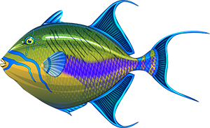 Queen Triggerfish | FISHAO website