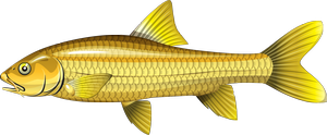 Largemouth Yellowfish | FISHAO website